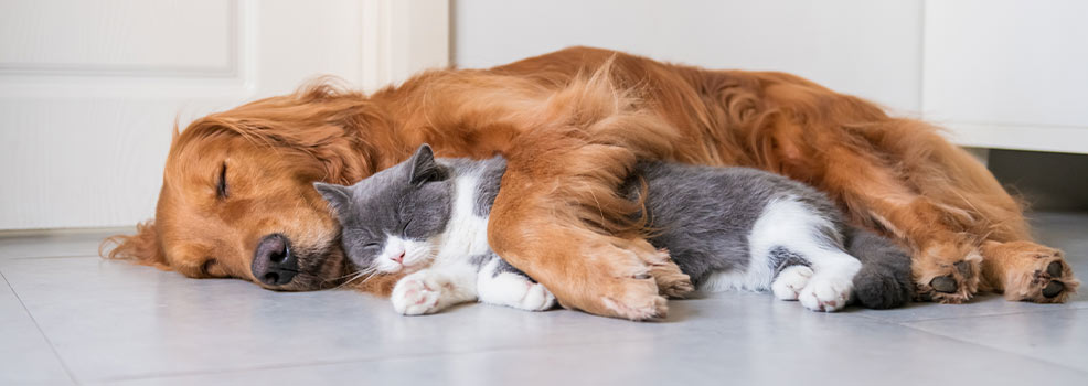 Perro y gato durmiendo