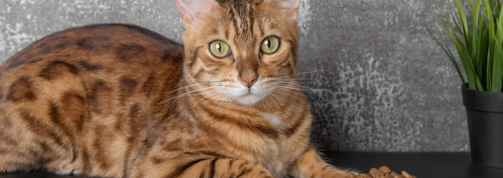 Bengal Cat