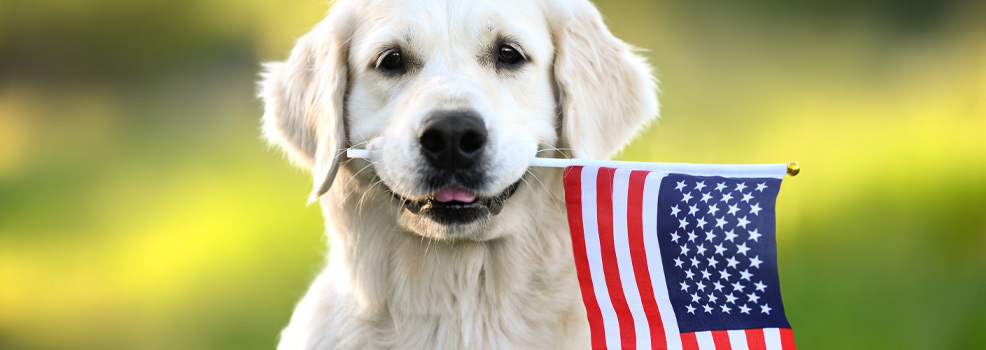 Happy Golden Retriever
