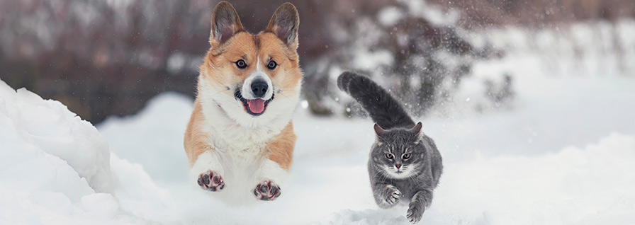 cat and dog running in the snow