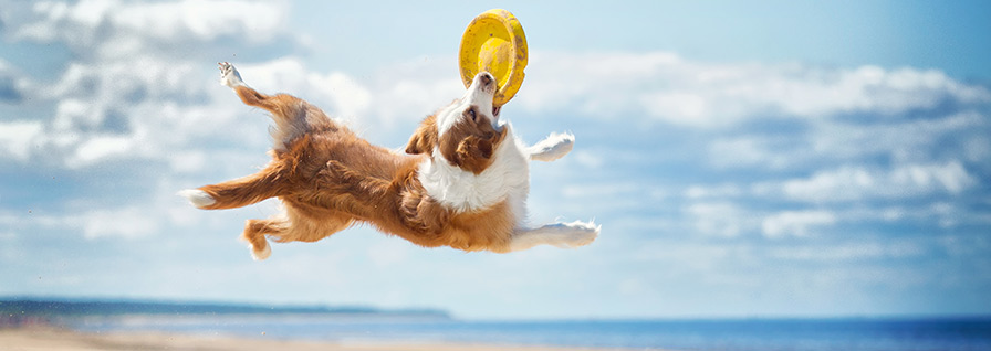 dog catching frisbee