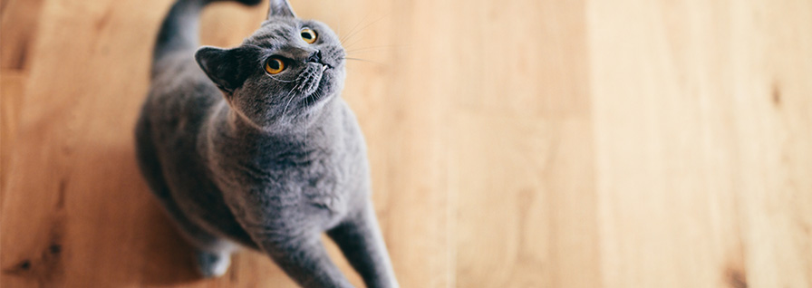 grey cat standing