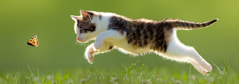 Cat hunting butterfly