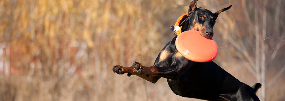Doberman catching frisbee