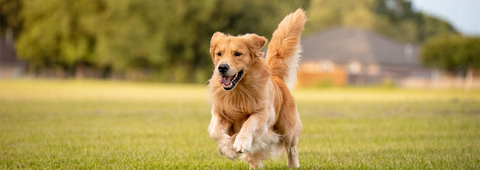 Golden retriever running