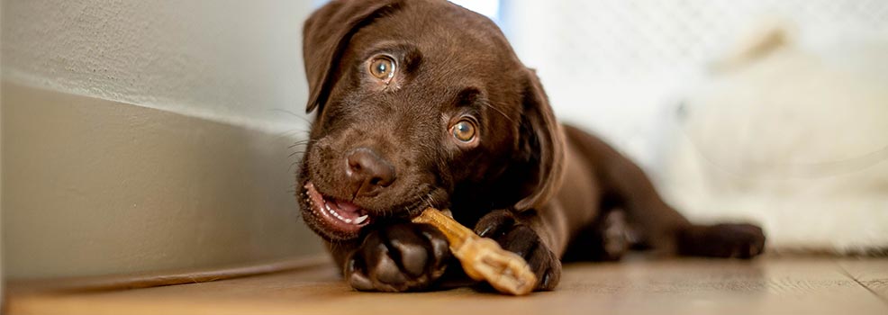 Chocolate Labrador Puppy