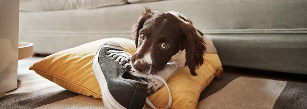Puppy chewing on owner&rsquo;s shoes