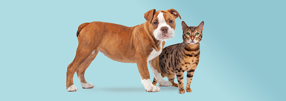 Dog and Cat