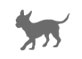 Toy Dogs