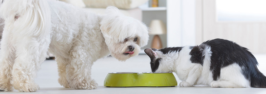 maltese dog and black and white cat