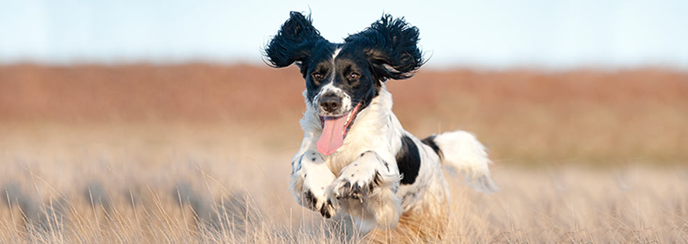 Perro cocker spaniel corriendo