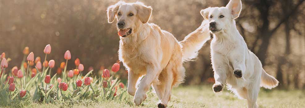 Dos golden retriever corriendo