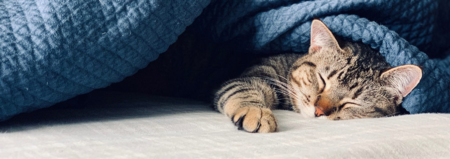 gatito dormido