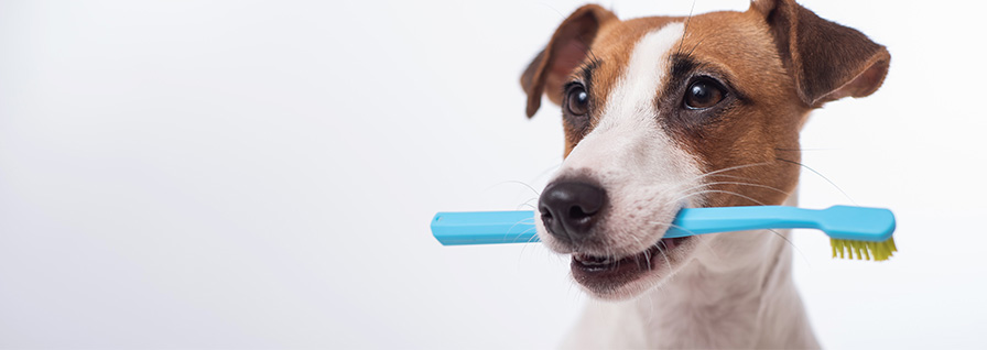 dog holding a blue toothbrush