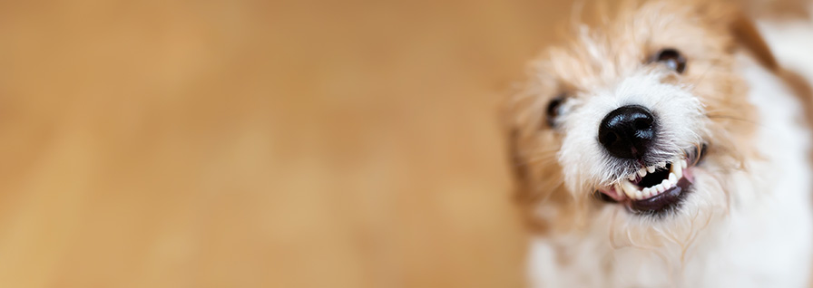 healthy smiling dog