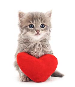 cat-heart-pillow.jpg