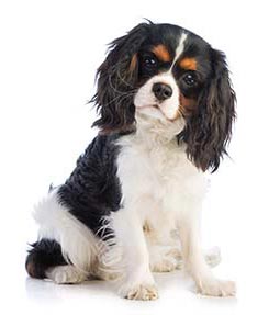 cavalier-king-charles-spaniels.jpg