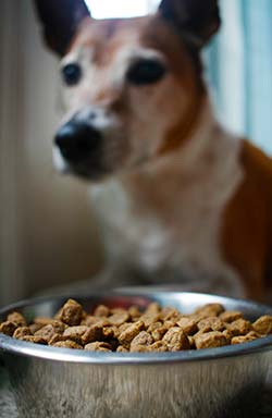 dog-staring-at-kibble.jpg
