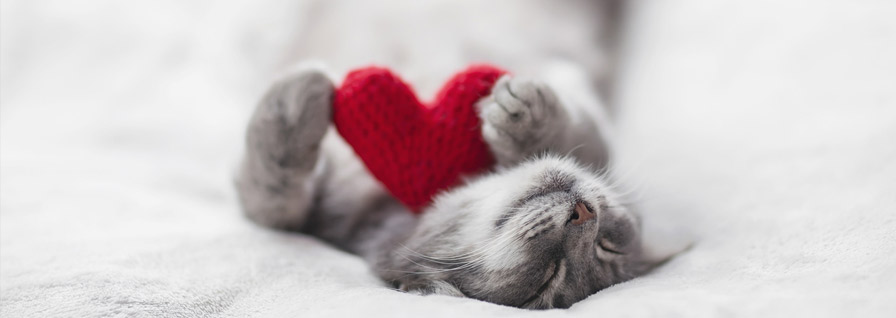 Gatito
