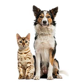 old-cat-and-dog.jpg