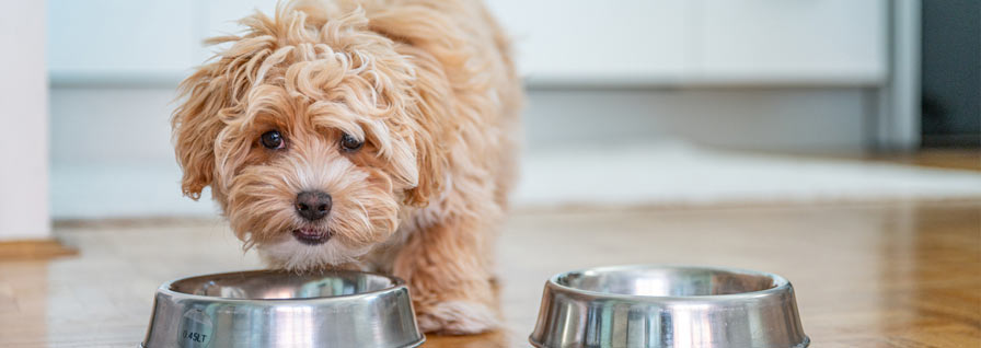 Cachorro comiendo