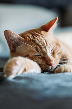 sleeping-cat.jpg