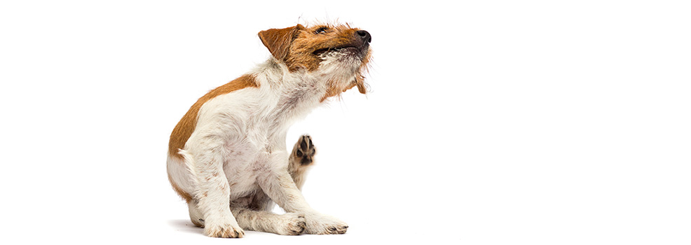 dog scratching