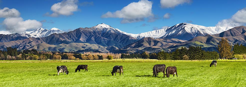 landscape with mountains and cows