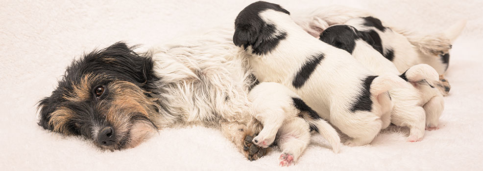mother feeding baby dogs
