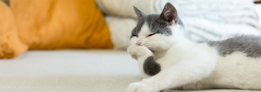 cat licking paw