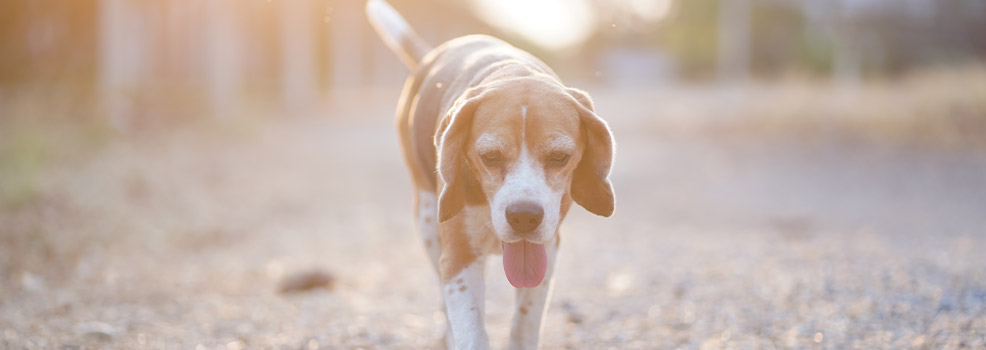 dog outdoors