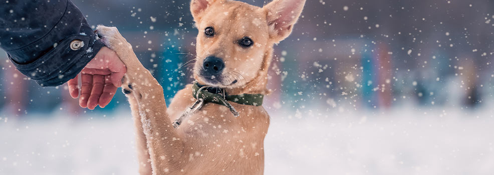 dog on snow