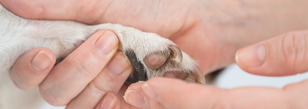 holding dog paw