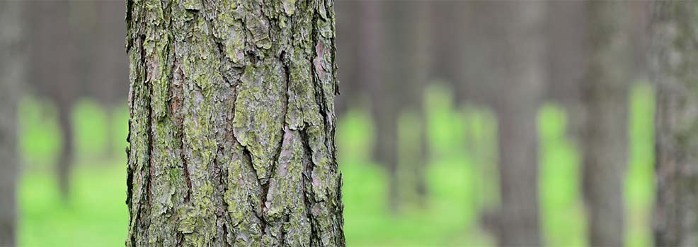 Pine bark
