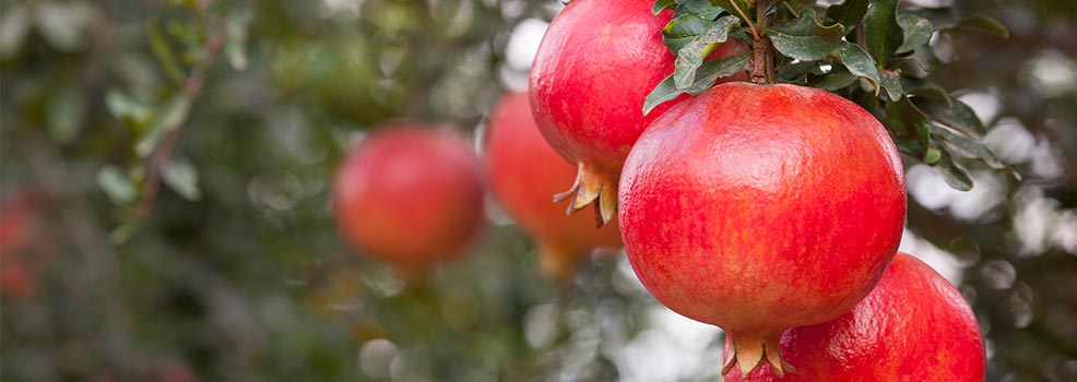 Pomegranate tree