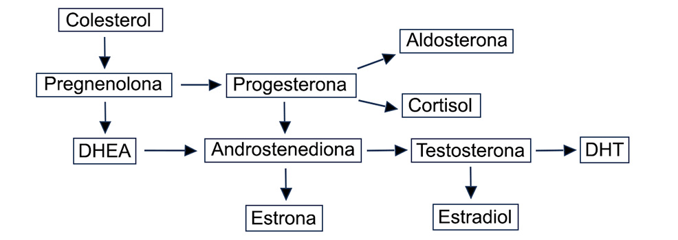 diagrama de pregnenolona