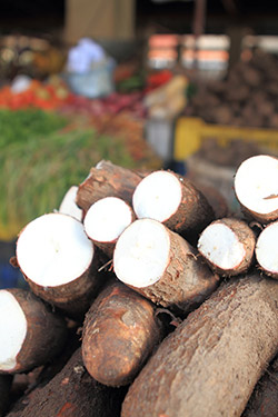 oot of cassava plant 