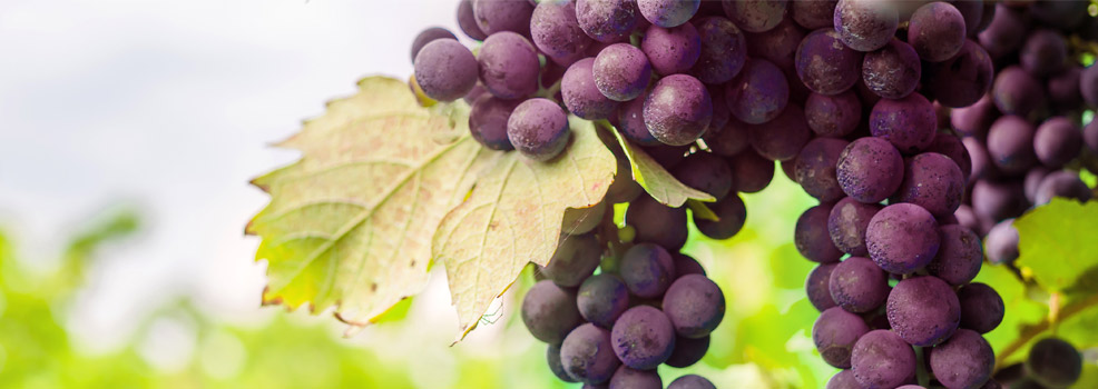 Vineyard
