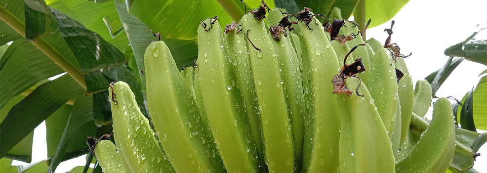 Banana bunch