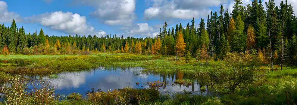 Pond