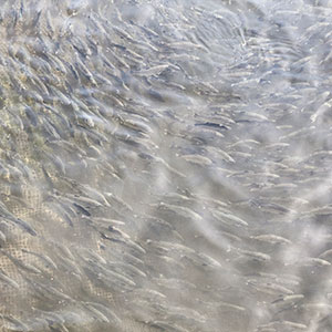 Aquaculture or Fish Farms