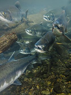 Wild Alaskan Salmon - DHA and EPA