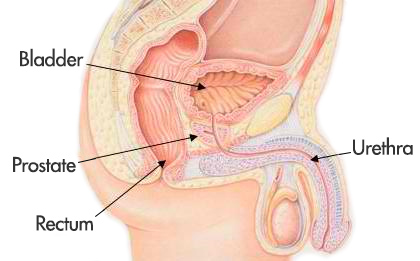 Male organ