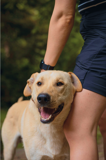Healthy dog with owner outdoorsa