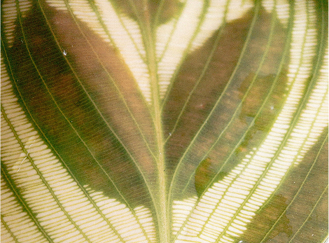 Sustainability organic plant