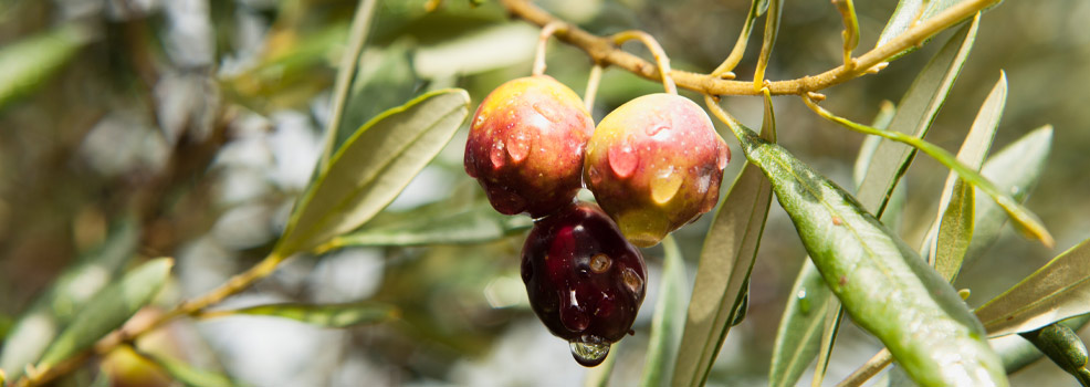 Aceitunas negras