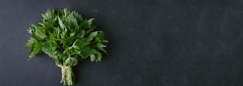 Bouquet of nettle