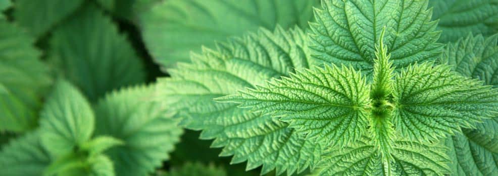 Nettle leaves