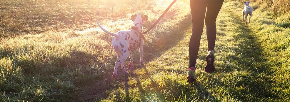 dog walking on grass