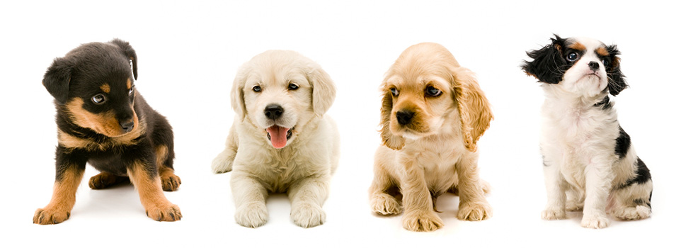 puppies